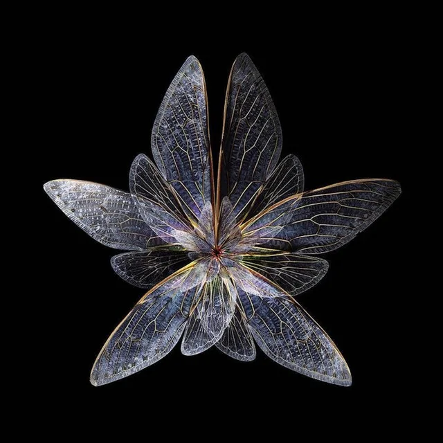 Butterfly Style - Free$tyle